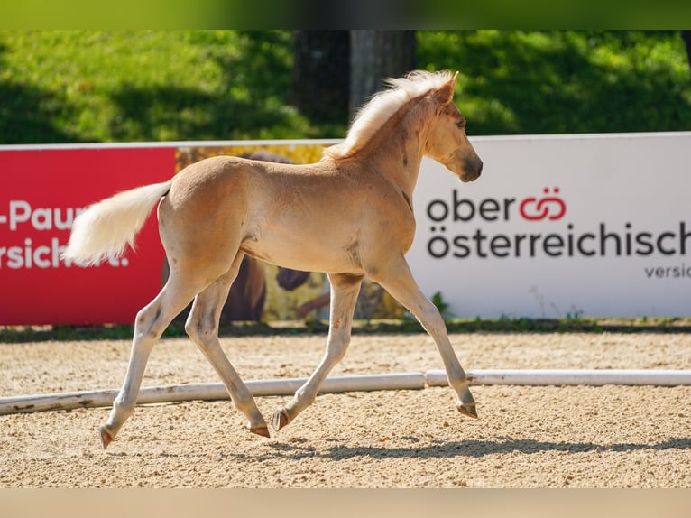 Haflinger Stute Fohlen (05/2025) 148 cm Fuchs in Enzenkirchen