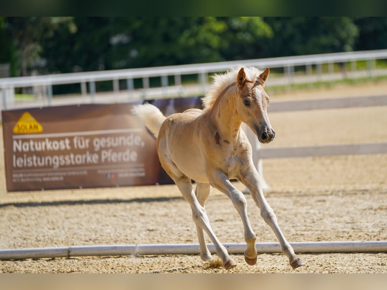 Haflinger Stute Fohlen (05/2025) 148 cm Fuchs in Enzenkirchen