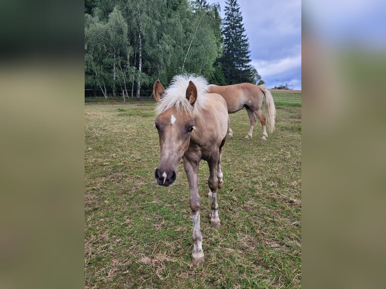 Haflinger Stute Fohlen (03/2025) 150 cm Dunkelfuchs in K&#xF6;nigswiesen