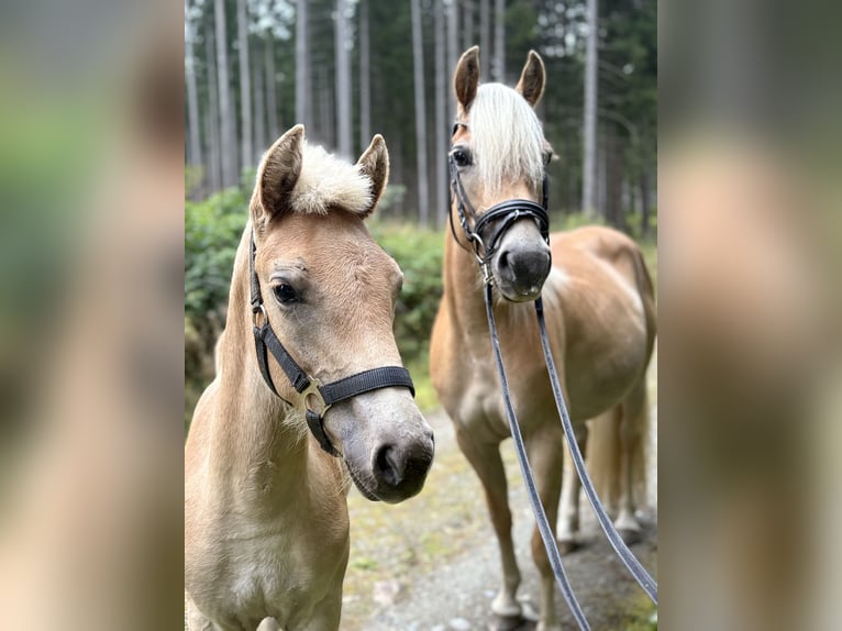 Haflinger Stute Fohlen (05/2025) 150 cm Fuchs in Tamsweg