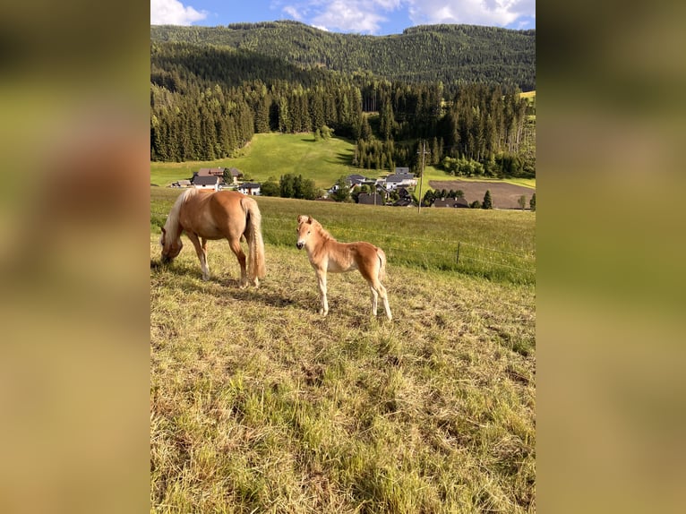 Haflinger Stute Fohlen (05/2025) 150 cm Fuchs in Tamsweg