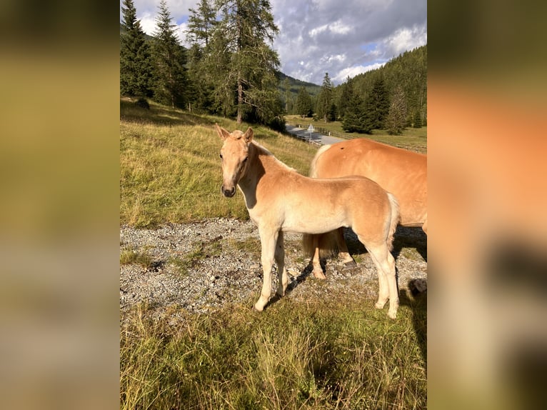 Haflinger Stute Fohlen (05/2025) 150 cm Fuchs in Tamsweg