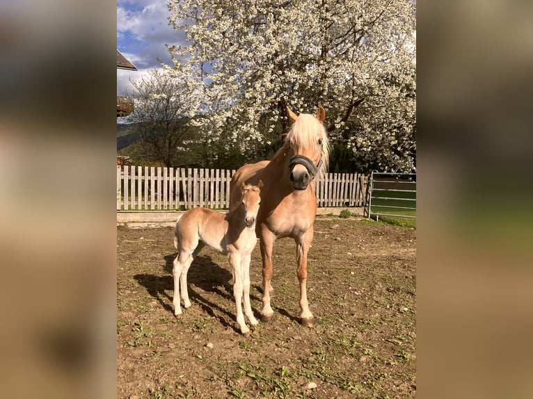 Haflinger Stute Fohlen (05/2025) 150 cm Fuchs in Tamsweg