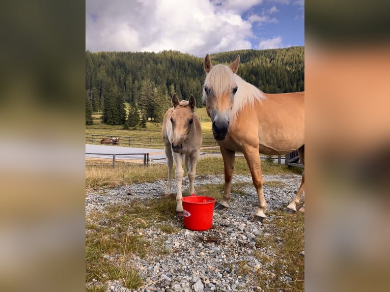 Haflinger Stute Fohlen (05/2025) 150 cm Fuchs in Tamsweg