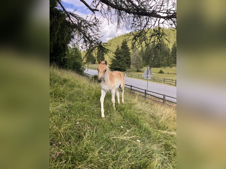 Haflinger Stute Fohlen (05/2025) 150 cm Fuchs in Tamsweg
