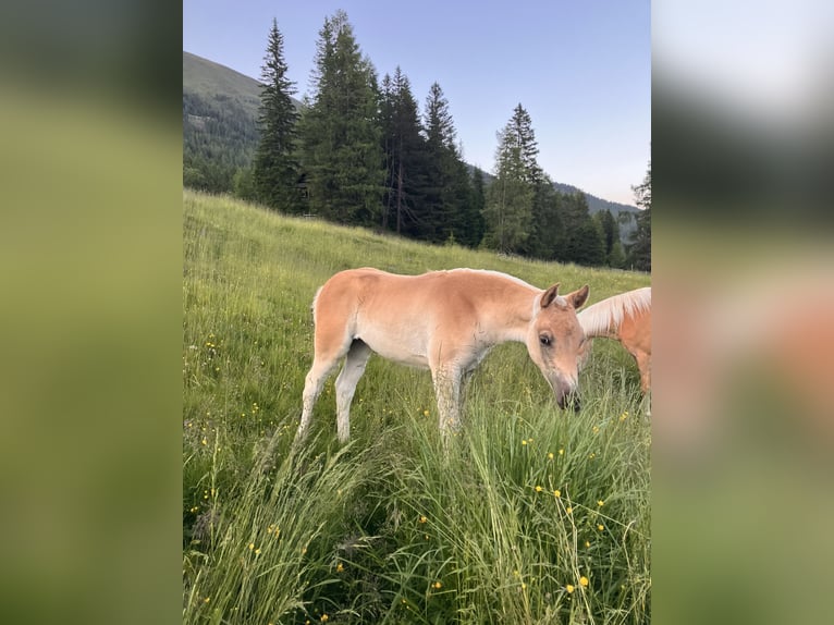 Haflinger Stute Fohlen (05/2025) 150 cm Fuchs in Tamsweg