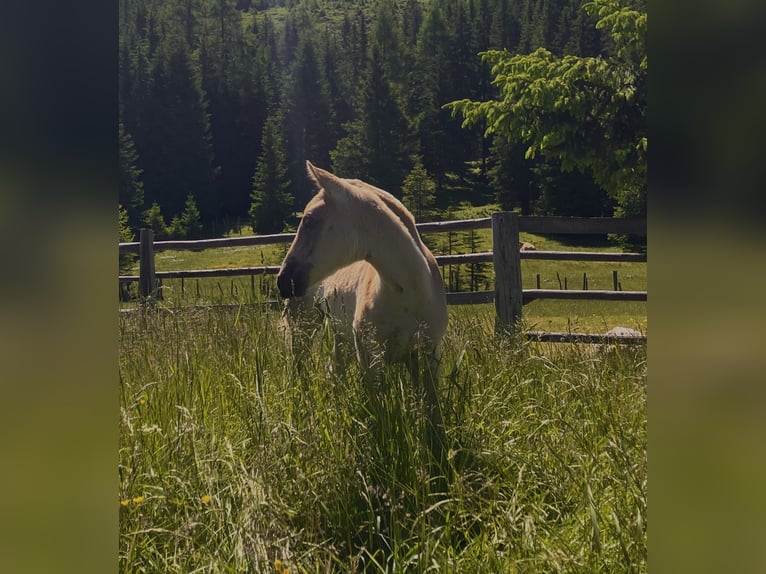 Haflinger Stute Fohlen (05/2025) 150 cm Fuchs in Tamsweg