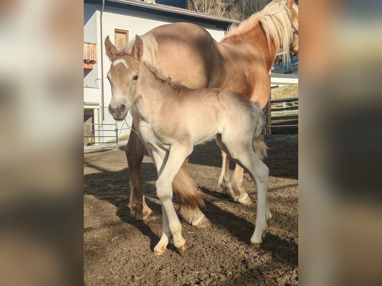 Haflinger Stute  150 cm Fuchs in Imsterberg