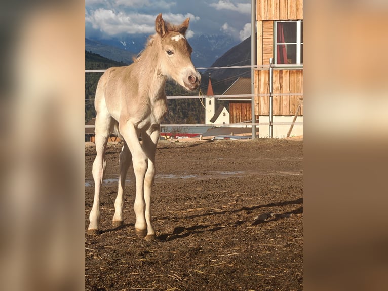 Haflinger Stute  150 cm Fuchs in Imsterberg