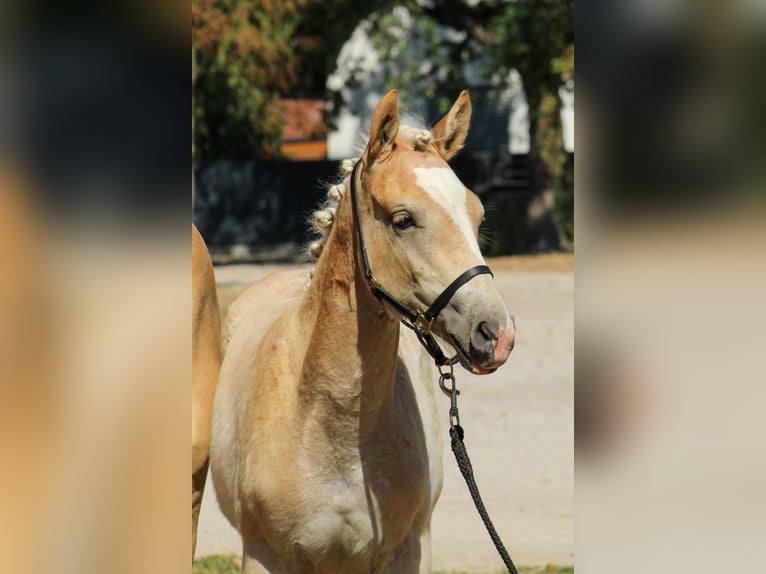 Haflinger Stute Fohlen (03/2026) 152 cm Fuchs in Desselbrunn