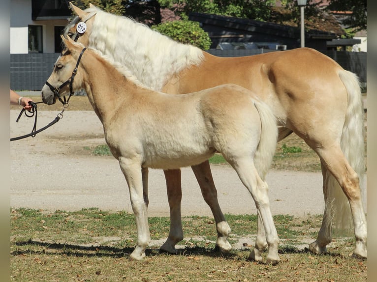 Haflinger Stute Fohlen (03/2026) 152 cm Fuchs in Desselbrunn