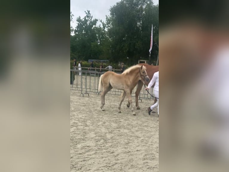 Haflinger Stute Fohlen (03/2025) 153 cm Fuchs in Emmen