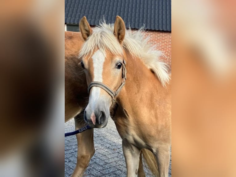 Haflinger Stute Fohlen (03/2025) 153 cm Fuchs in Emmen