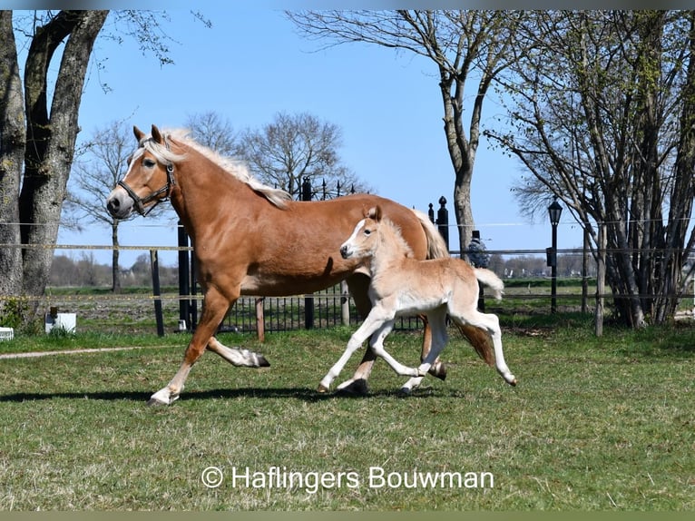 Haflinger Stute Fohlen (03/2025) 153 cm Fuchs in Emmen