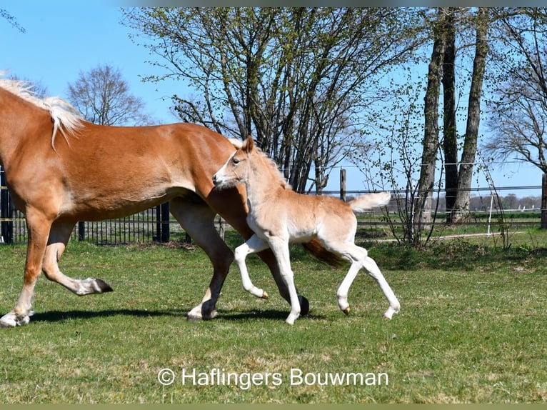 Haflinger Stute Fohlen (03/2025) 153 cm Fuchs in Emmen