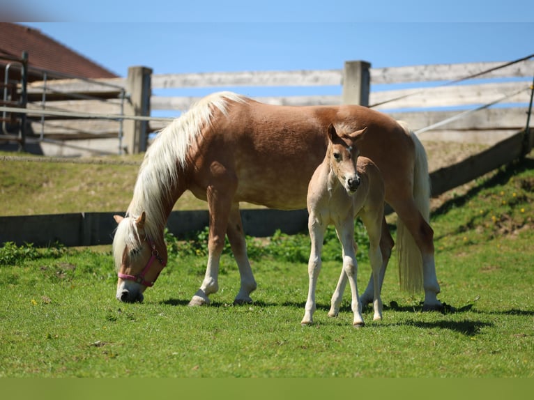 Haflinger Stute Fohlen (04/2026) 155 cm Fuchs in Erlbach