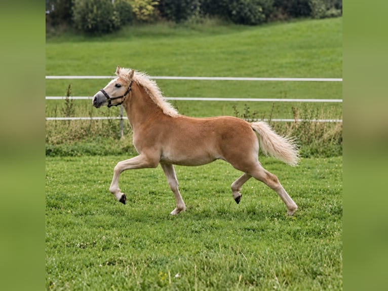 Haflinger Stute Fohlen (03/2026)  in Borchen