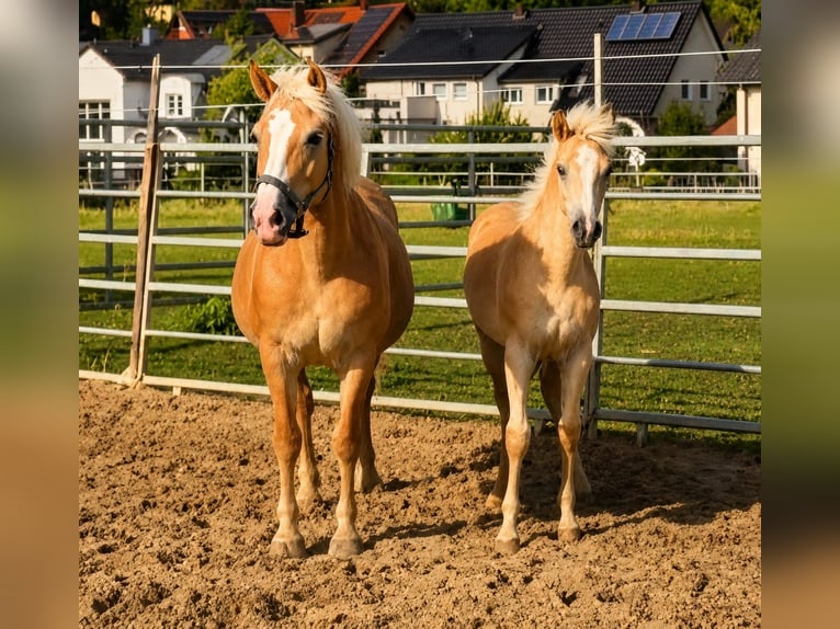 Haflinger Stute Fohlen (03/2026)  in Borchen