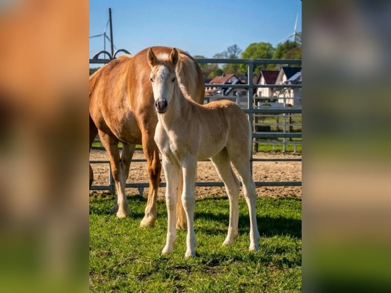 Haflinger Stute Fohlen (03/2026)  in Borchen