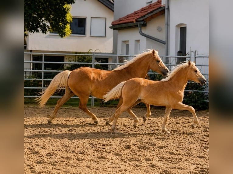 Haflinger Stute Fohlen (03/2026)  in Borchen