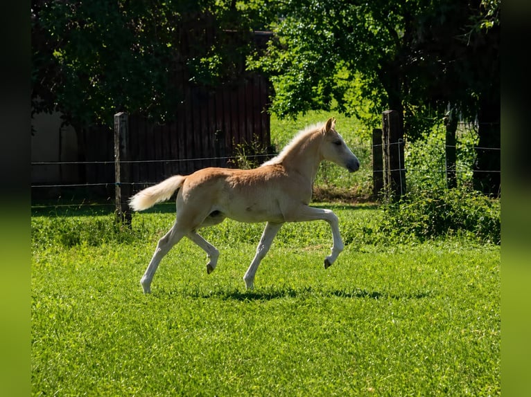 Haflinger Stute Fohlen (03/2026)  in Borchen