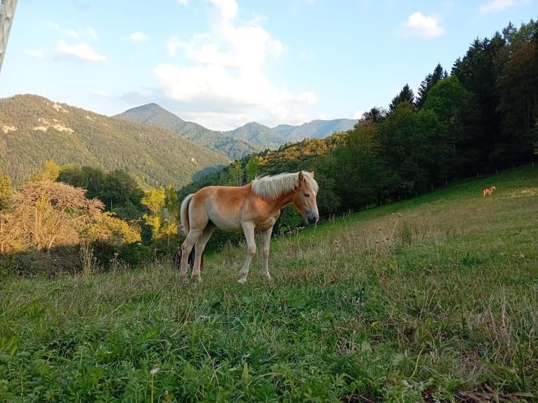 Haflinger Stute  in Gnadendorf