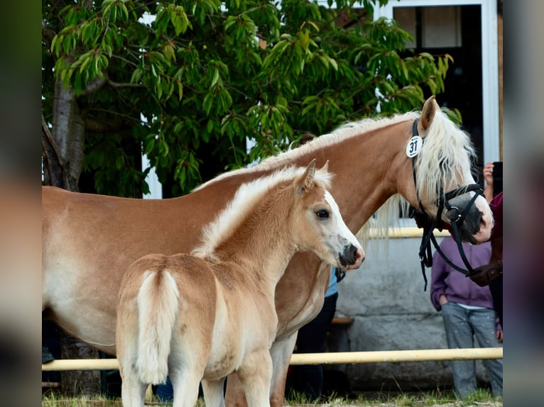 Haflinger Stute Fohlen (04/2026)  in Bernstadt auf dem Eigen
