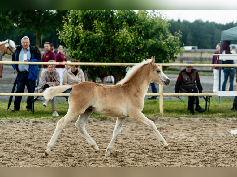 Haflinger Stute Fohlen (04/2026)  in Bernstadt auf dem Eigen