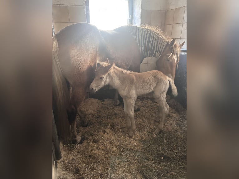 Haflinger Stute  in F&#xFC;gen