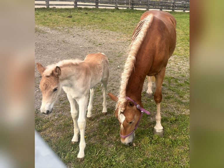 Haflinger Stute  in F&#xFC;gen