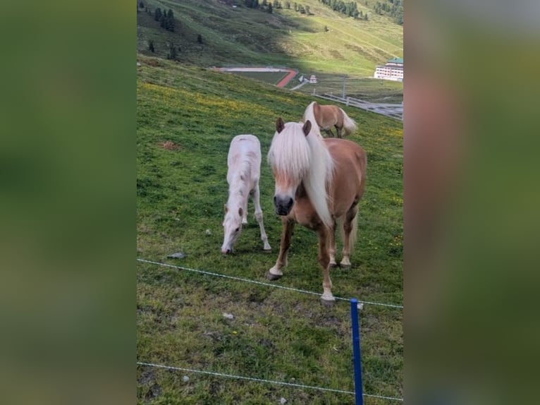 Haflinger Stute Fohlen (05/2026)  in Ramsau im Zillertal