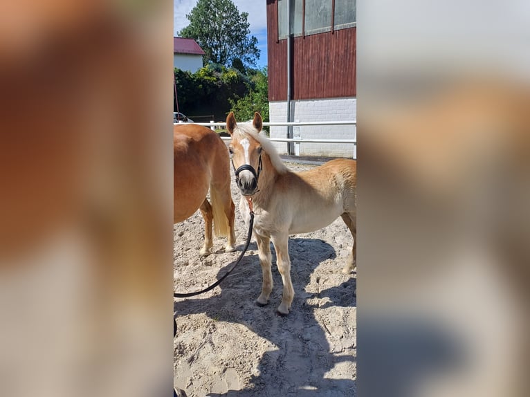Haflinger Stute Fohlen (04/2025) Fuchs in Schlangen