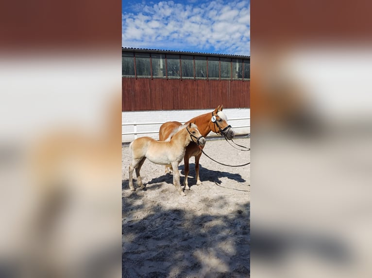 Haflinger Stute Fohlen (04/2025) Fuchs in Schlangen