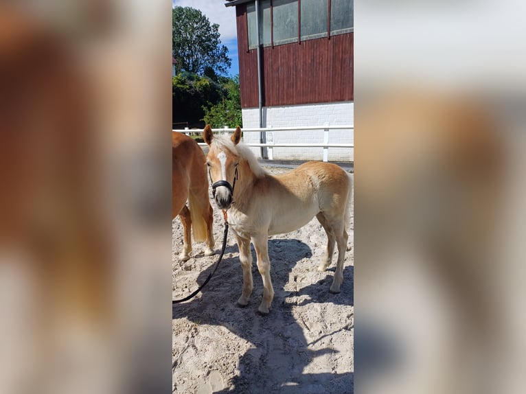 Haflinger Stute Fohlen (04/2025) Fuchs in Schlangen