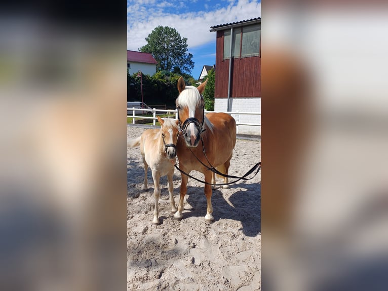 Haflinger Stute Fohlen (04/2025) Fuchs in Schlangen