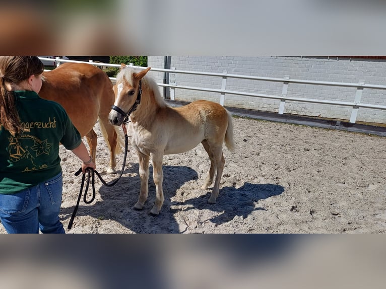 Haflinger Stute Fohlen (04/2025) Fuchs in Schlangen