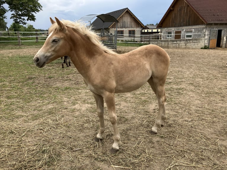 Haflinger Stute Fohlen (03/2025) Fuchs in Nonndorf