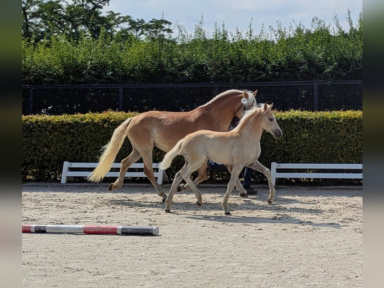 Haflinger Stute Fohlen (01/2026) Fuchs in Brücken