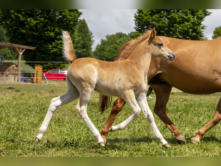 Haflinger Mix Stute  Fuchs in W&#xF6;rth an der Donau