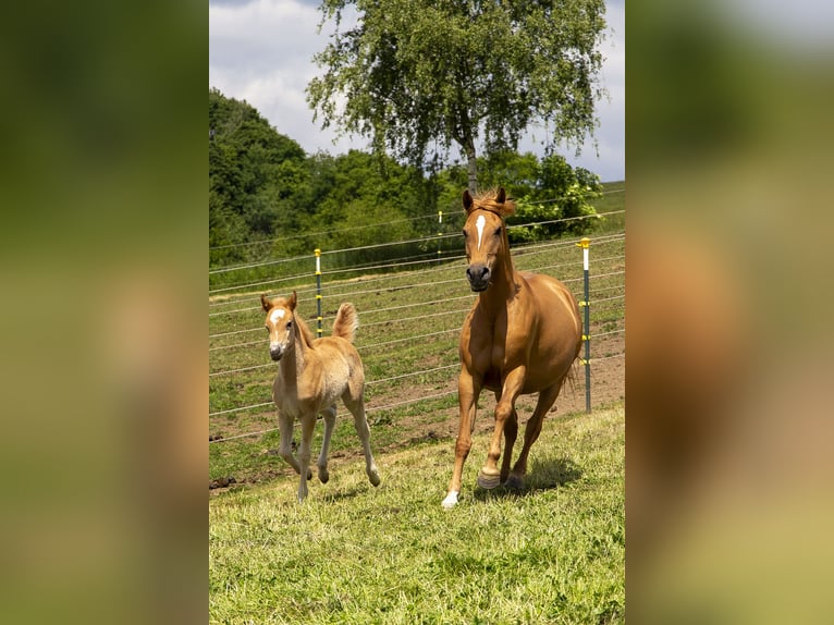 Haflinger Mix Stute  Fuchs in W&#xF6;rth an der Donau