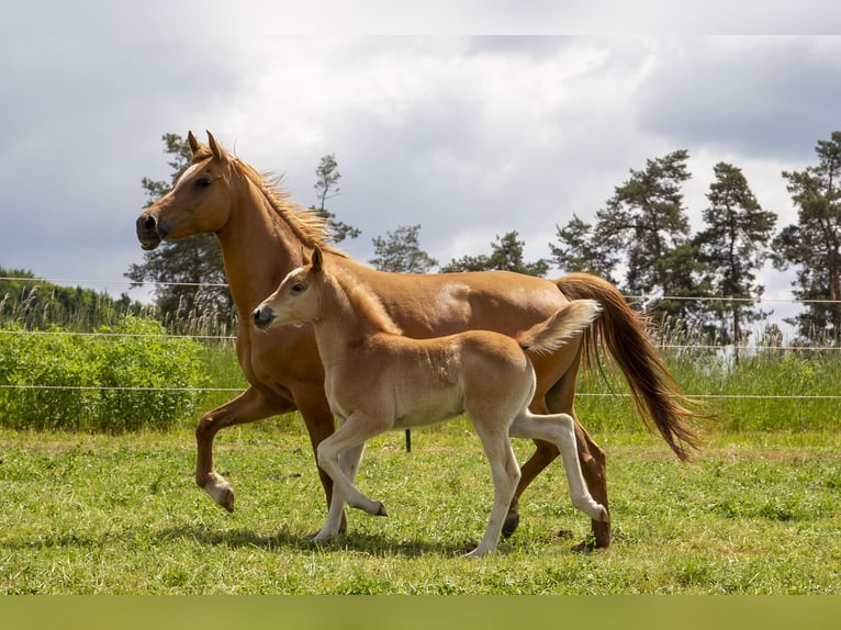 Haflinger Mix Stute  Fuchs in W&#xF6;rth an der Donau