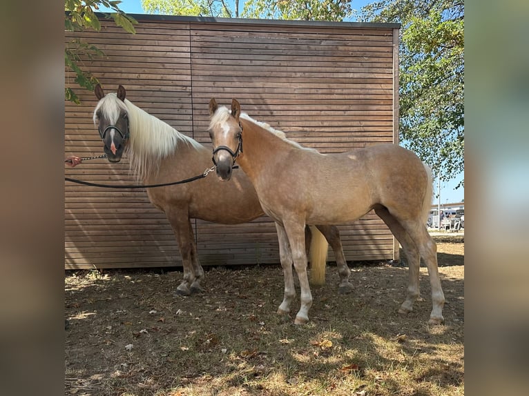 Haflinger Stute Fohlen (04/2026) Fuchs in Enzenkirchen