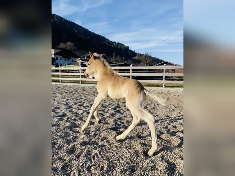 Haflinger Stute Fohlen (03/2025) Fuchs in Kolsassberg