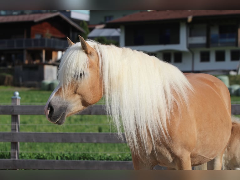 Haflinger Stute Fohlen (03/2025) Fuchs in Kolsassberg