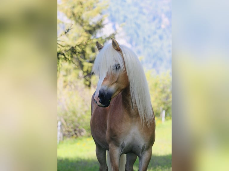Haflinger Stute Fohlen (03/2025) Fuchs in Kolsassberg