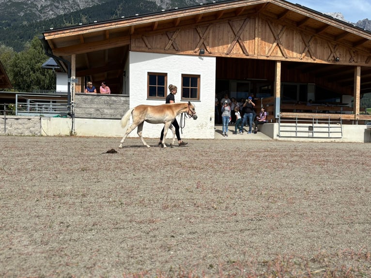 Haflinger Stute Fohlen (03/2025) Fuchs in Kolsassberg