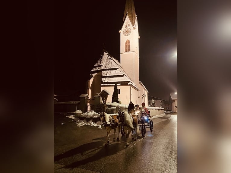 Haflinger Stute Fohlen (03/2025) Fuchs in Kolsassberg