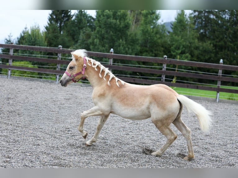 Haflinger Stute Fohlen (03/2025) Fuchs in Kolsassberg