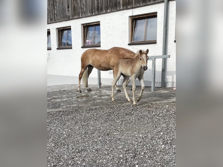 Haflinger Stute Fohlen (03/2025) Fuchs in Kolsassberg