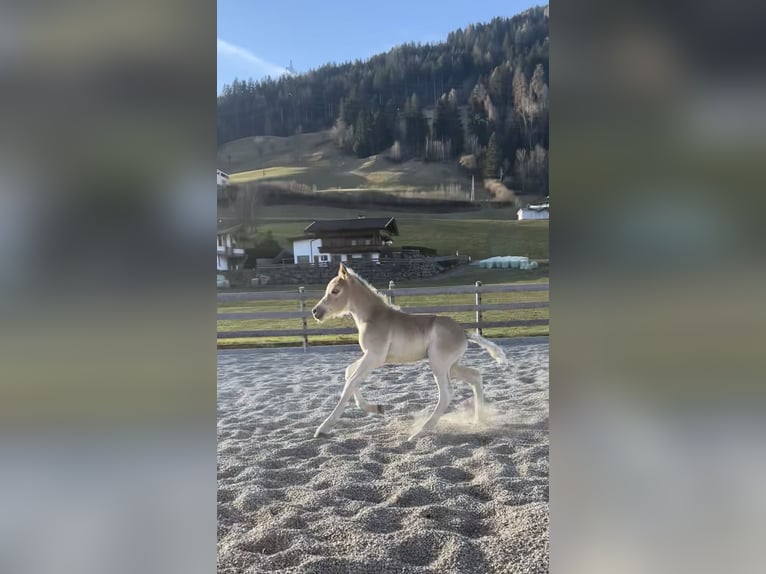Haflinger Stute Fohlen (03/2025) Fuchs in Kolsassberg